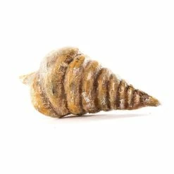 Flash Sale 😉 C&F Home Gallerie II Beaded Foil Seashell Ornament 👏